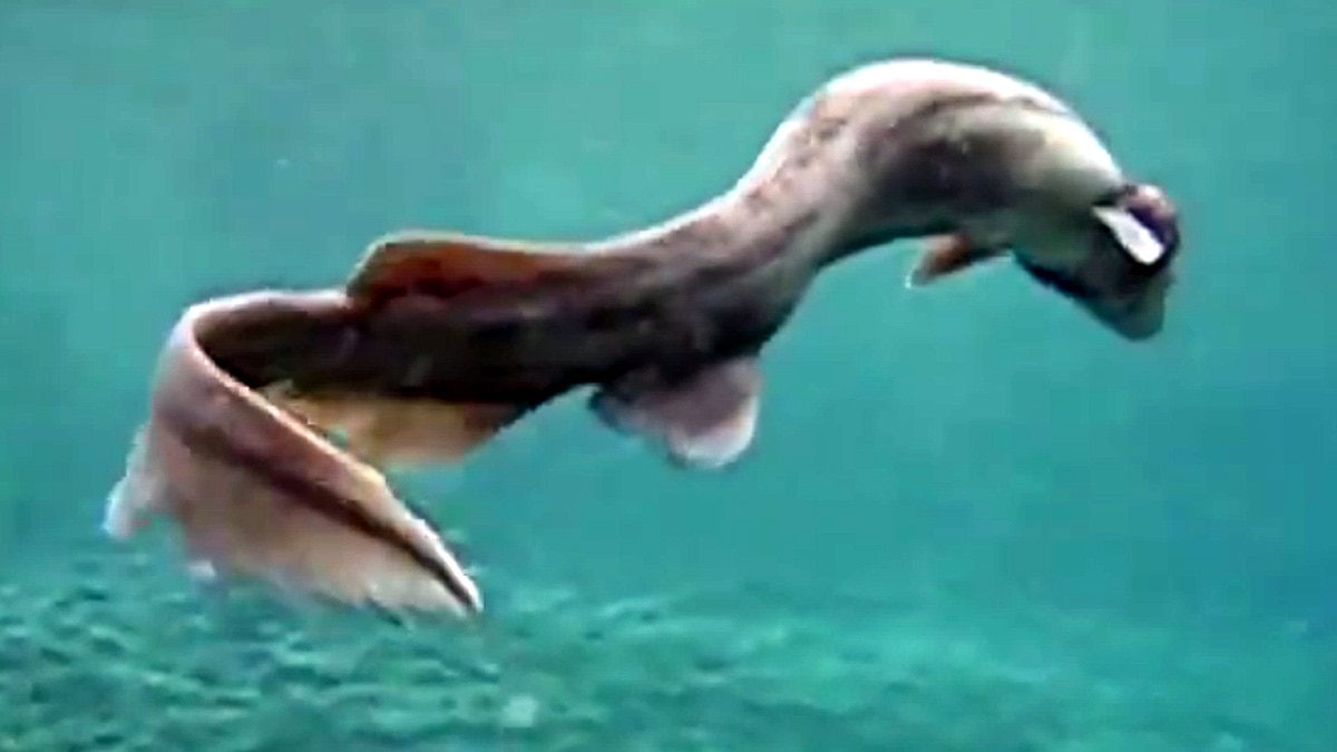 8 crore year old shark