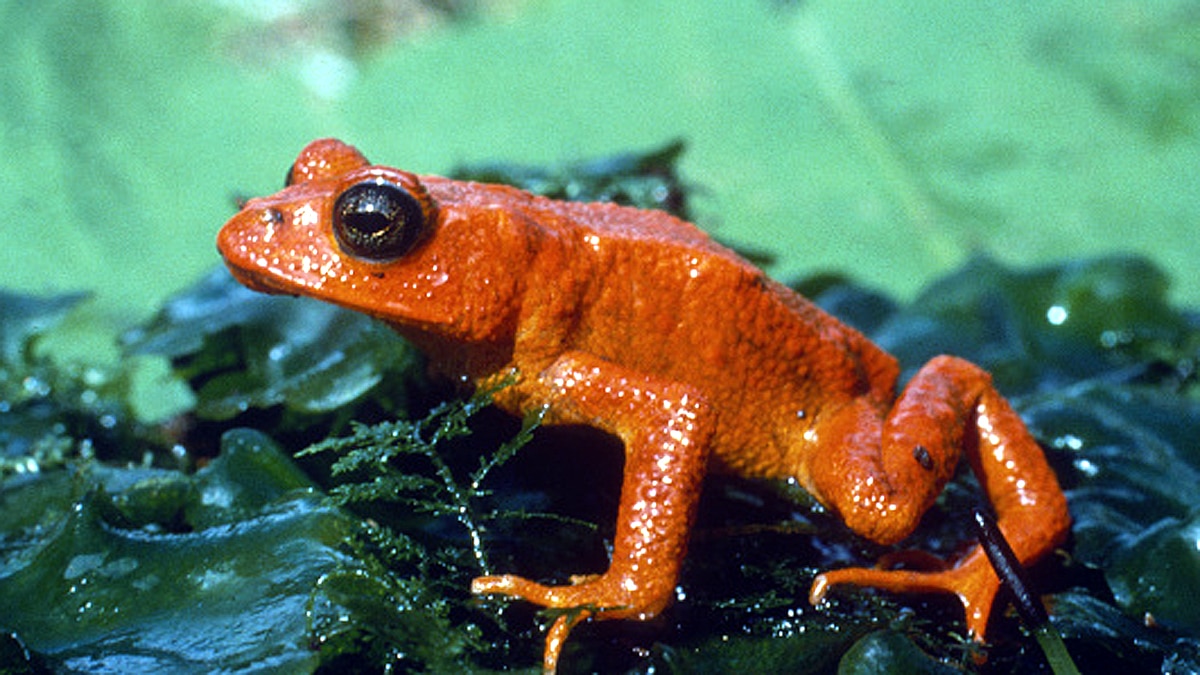 Animals Extinct in 100 years