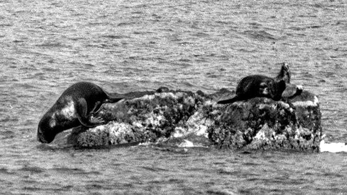 Animals Extinct in 100 years