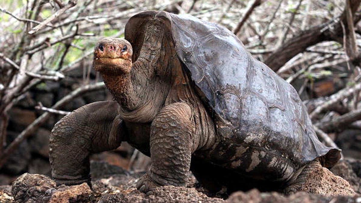 Animals Extinct in 100 years