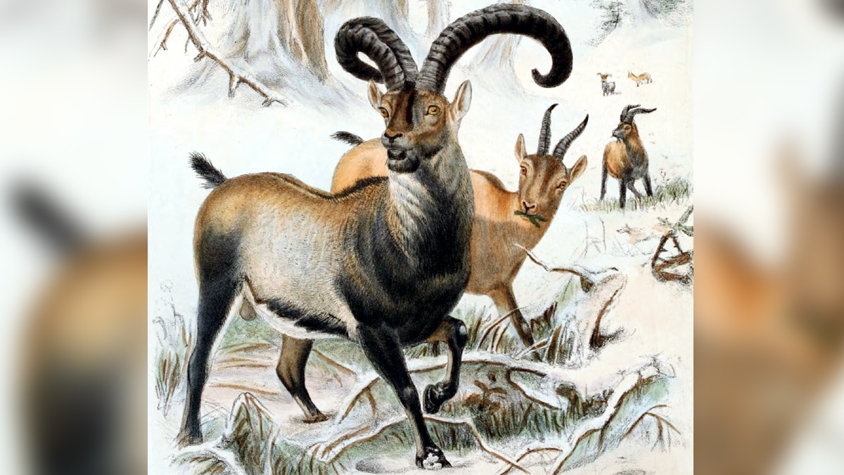 Animals Extinct in 100 years