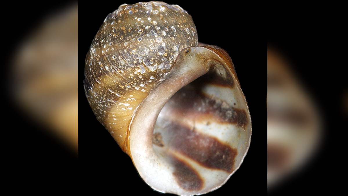 Animals Extinct in 100 years