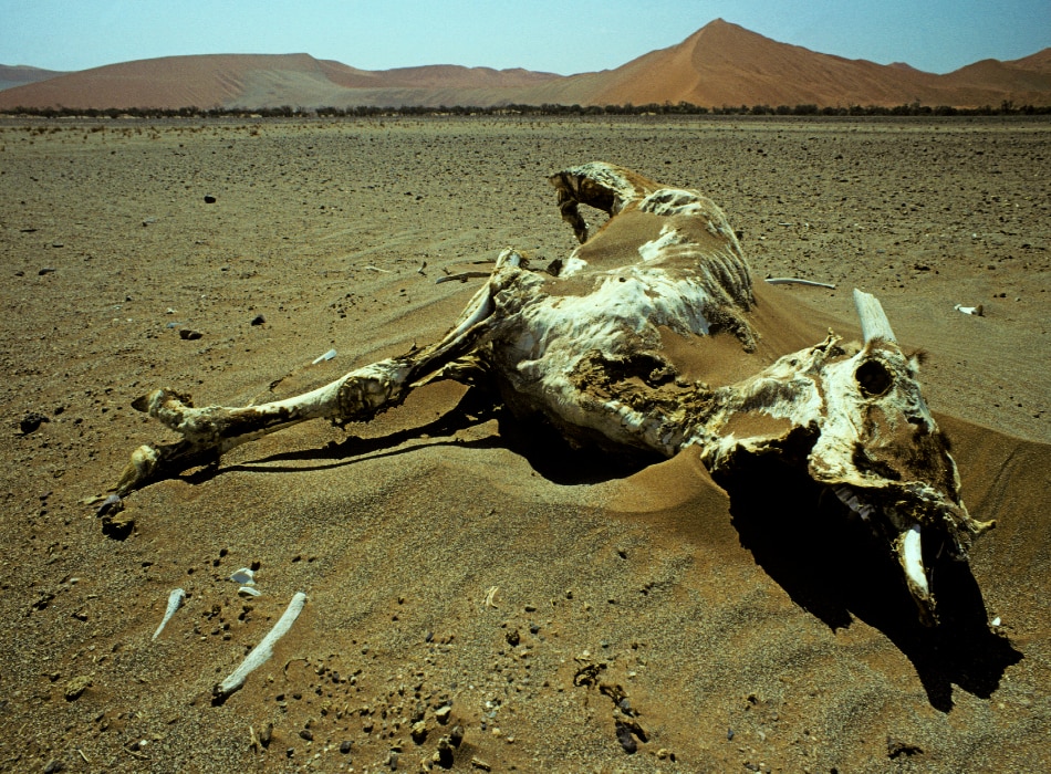 स्केलेटन कोस्ट, नामीबिया (Skeleton Coast, Namibia)