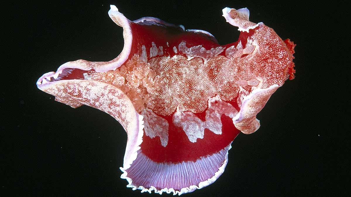 Spanish Dancer Sea Slug