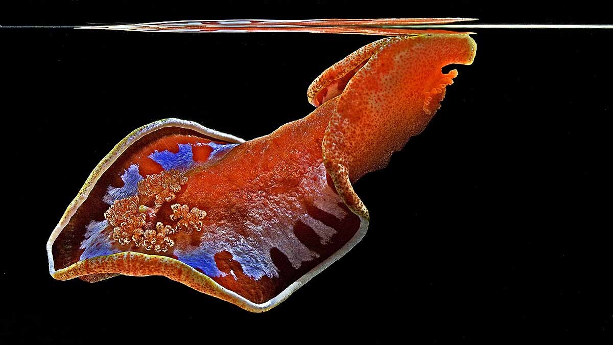 Spanish Dancer Sea Slug