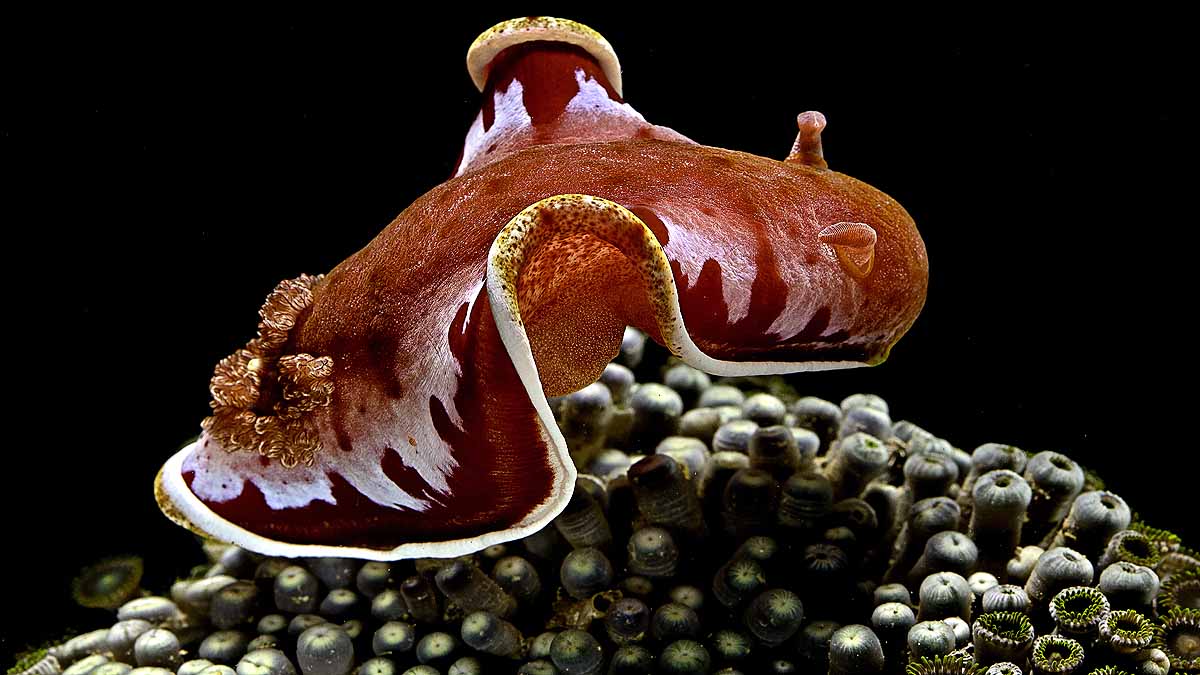 Spanish Dancer Sea Slug