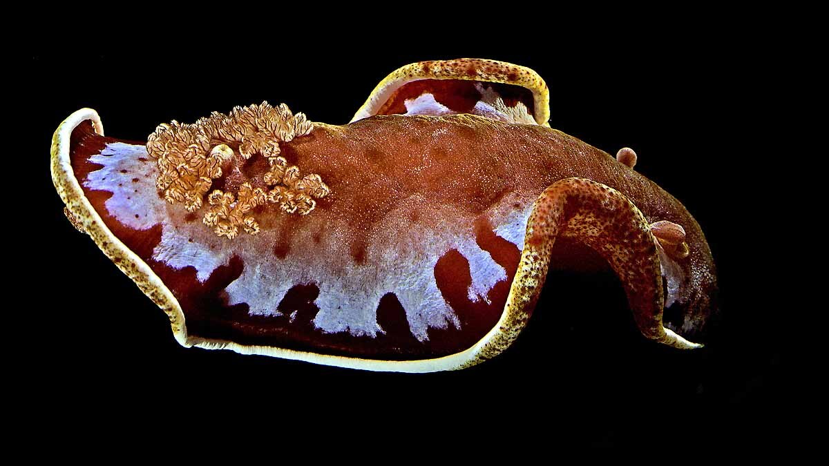 Spanish Dancer Sea Slug