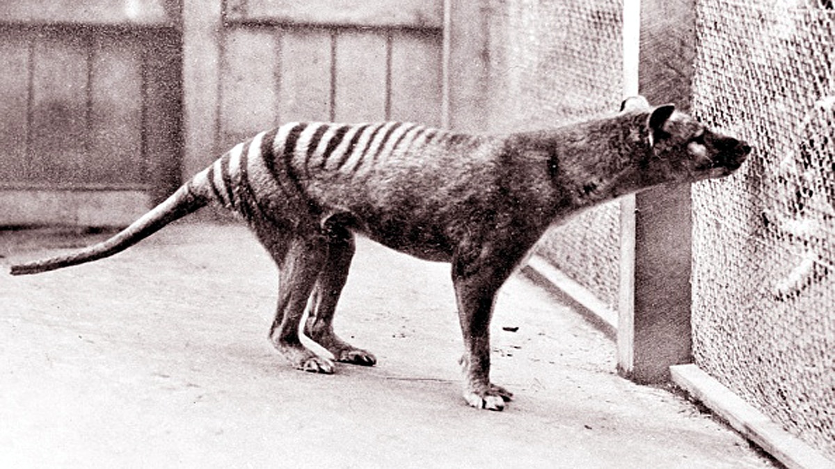 Animals Extinct in 100 years