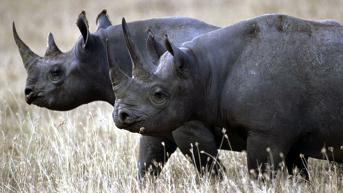 Animals Extinct in 100 years