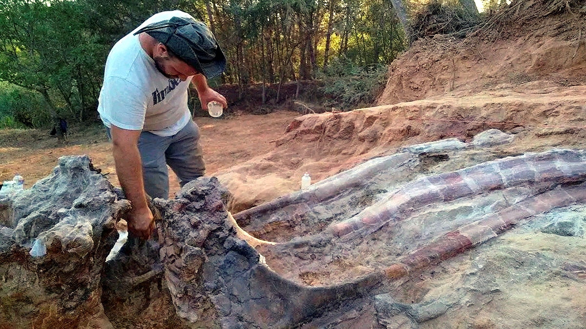 World's Largest Dinosaur