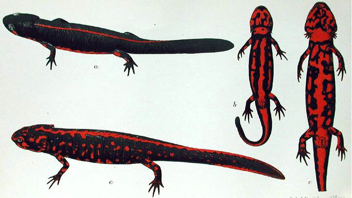 Animals Extinct in 100 years