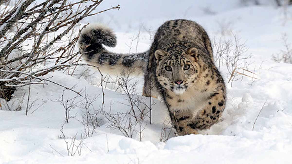 Speed of snow leopard