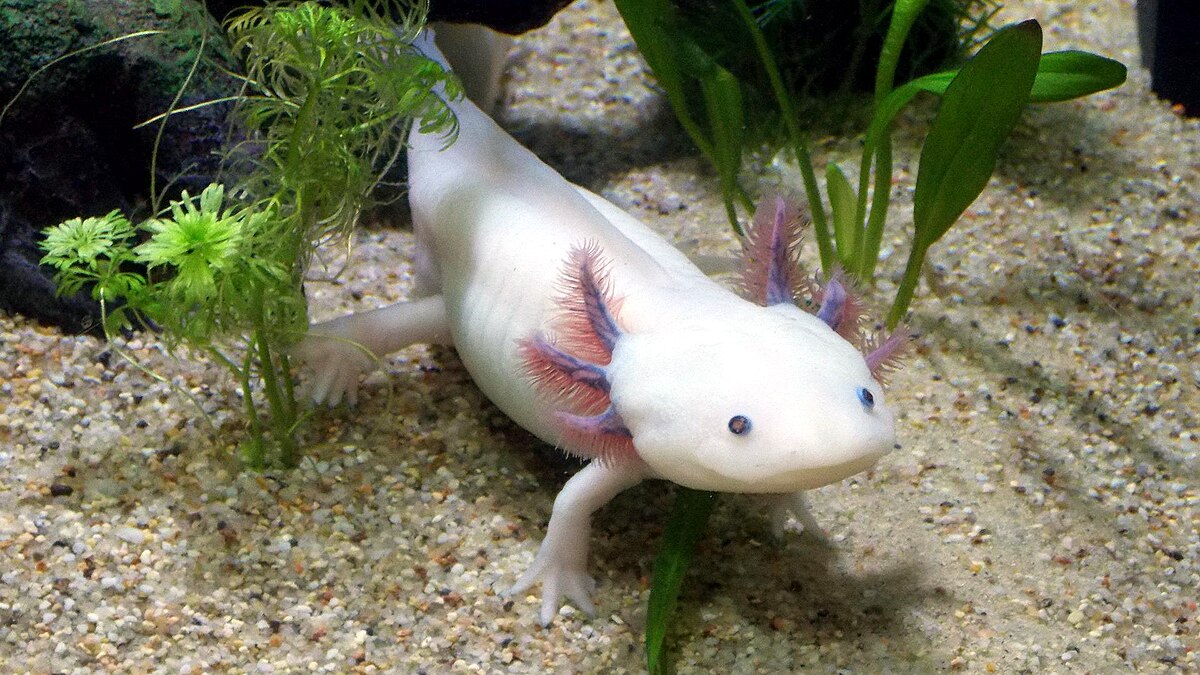 Axolotl Regrows Brain 
