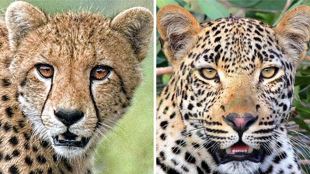 Difference in Cheetah & Leopard