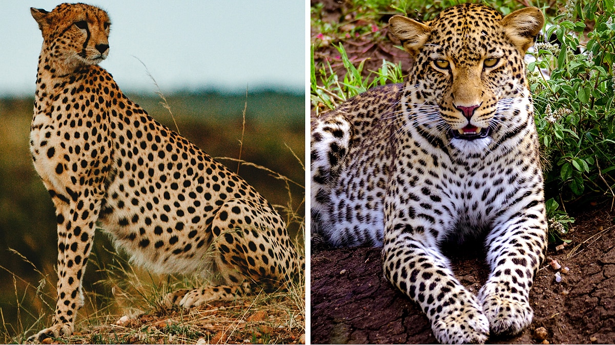 Difference in Cheetah & Leopard
