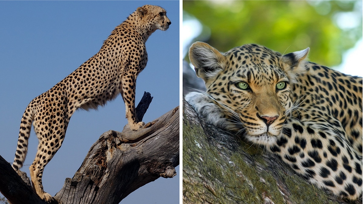 Difference in Cheetah & Leopard
