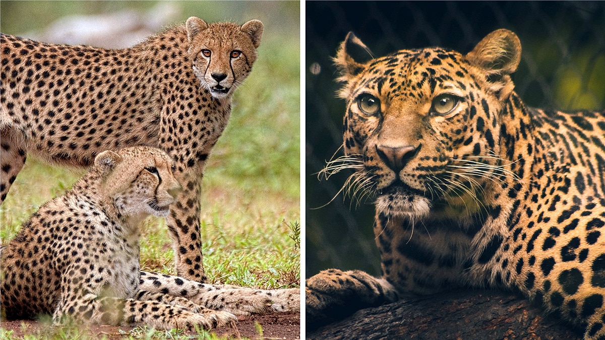Difference in Cheetah & Leopard