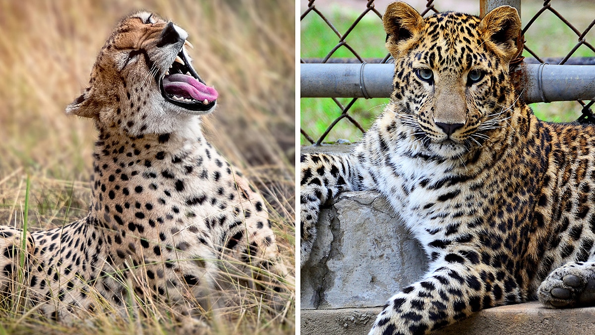 Difference in Cheetah & Leopard