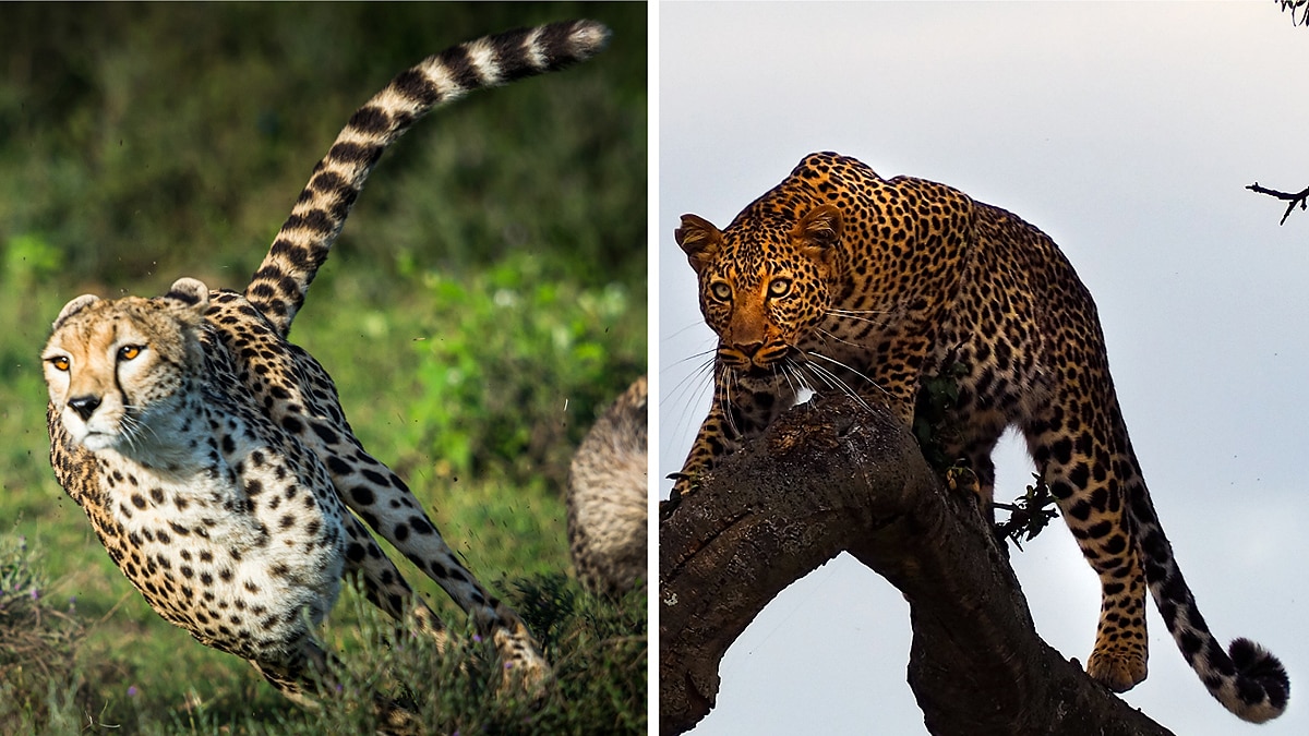 Difference in Cheetah & Leopard