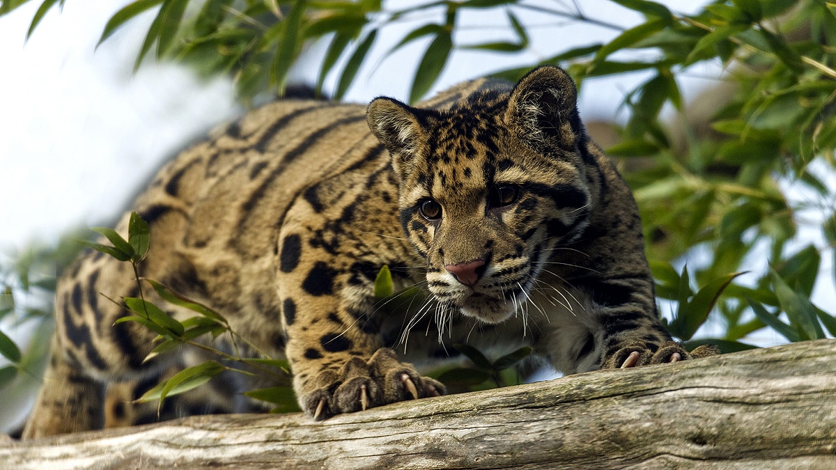 Speed of Clouded leopard