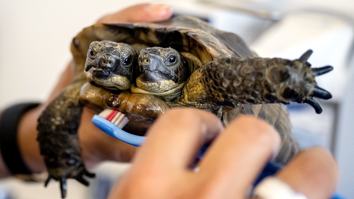 Double Headed Tortoise