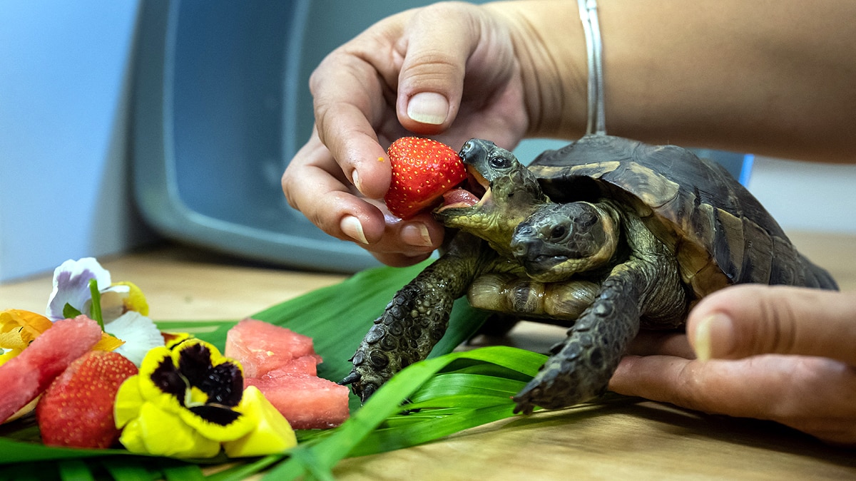 Double Headed Tortoise