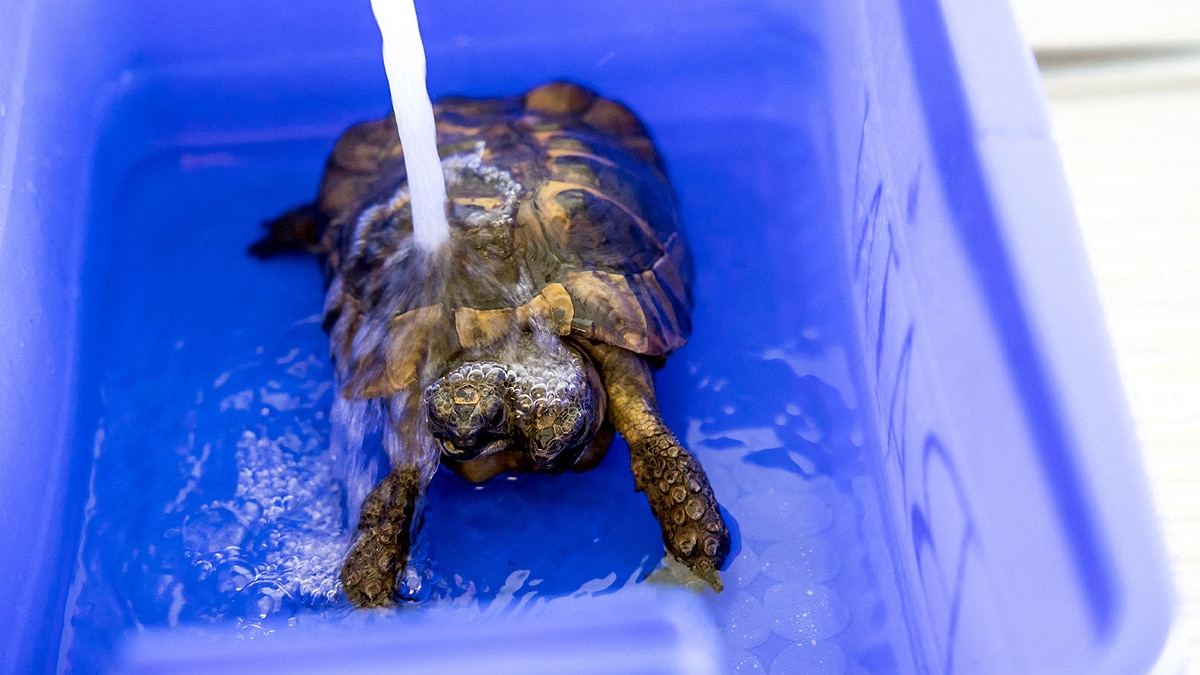 Double Headed Tortoise