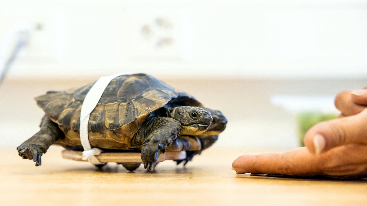 Double Headed Tortoise