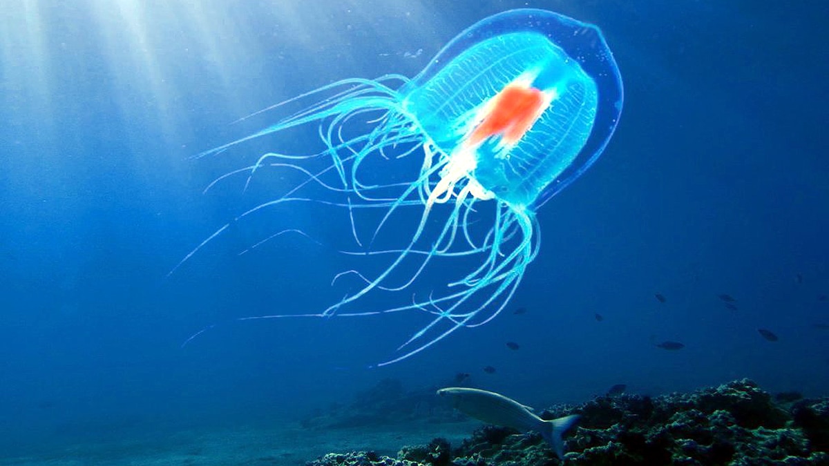 Immortal Young Human