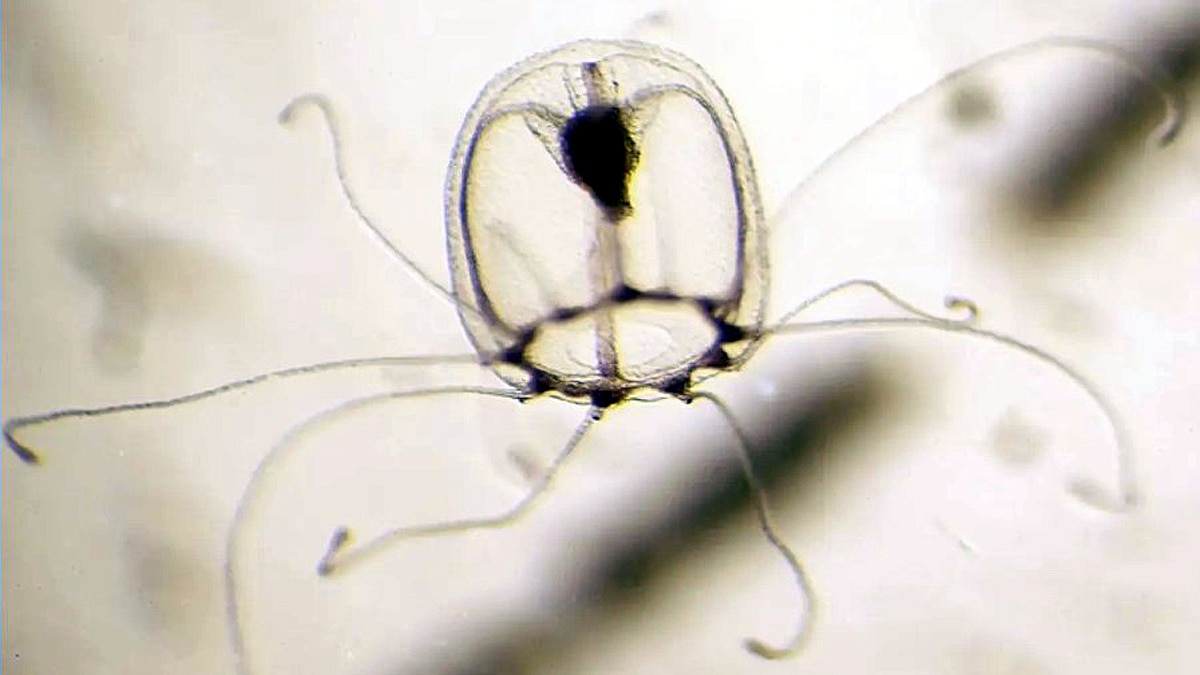 Immortal Young Human