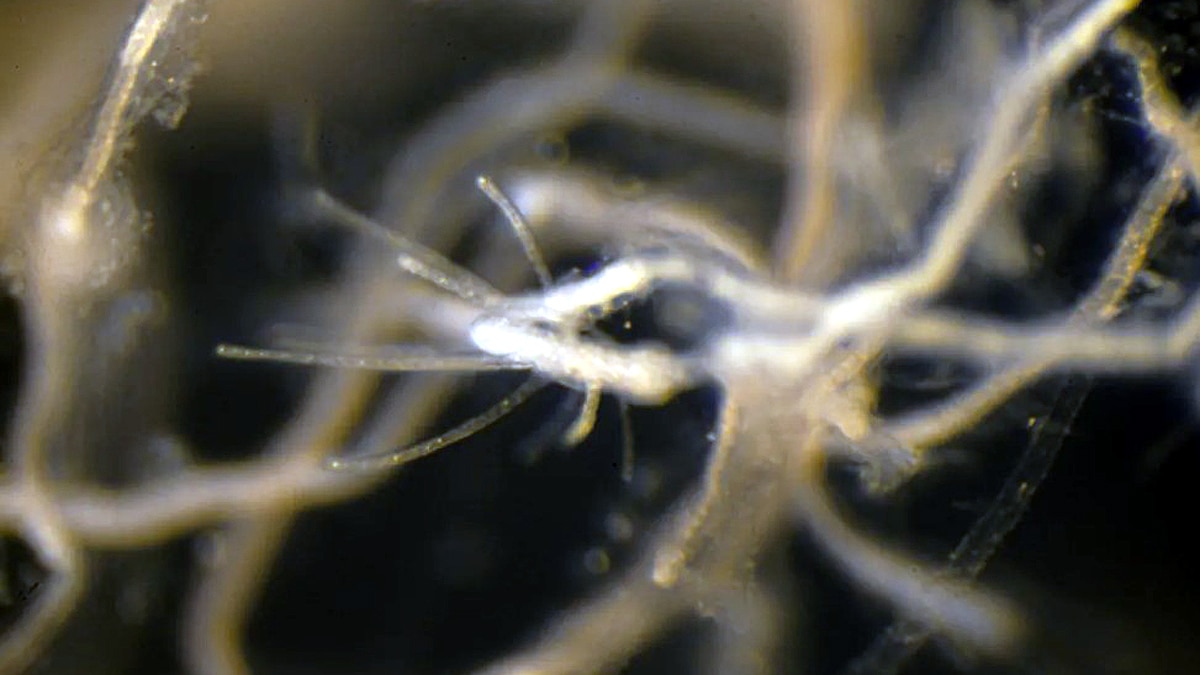 Immortal Young Human