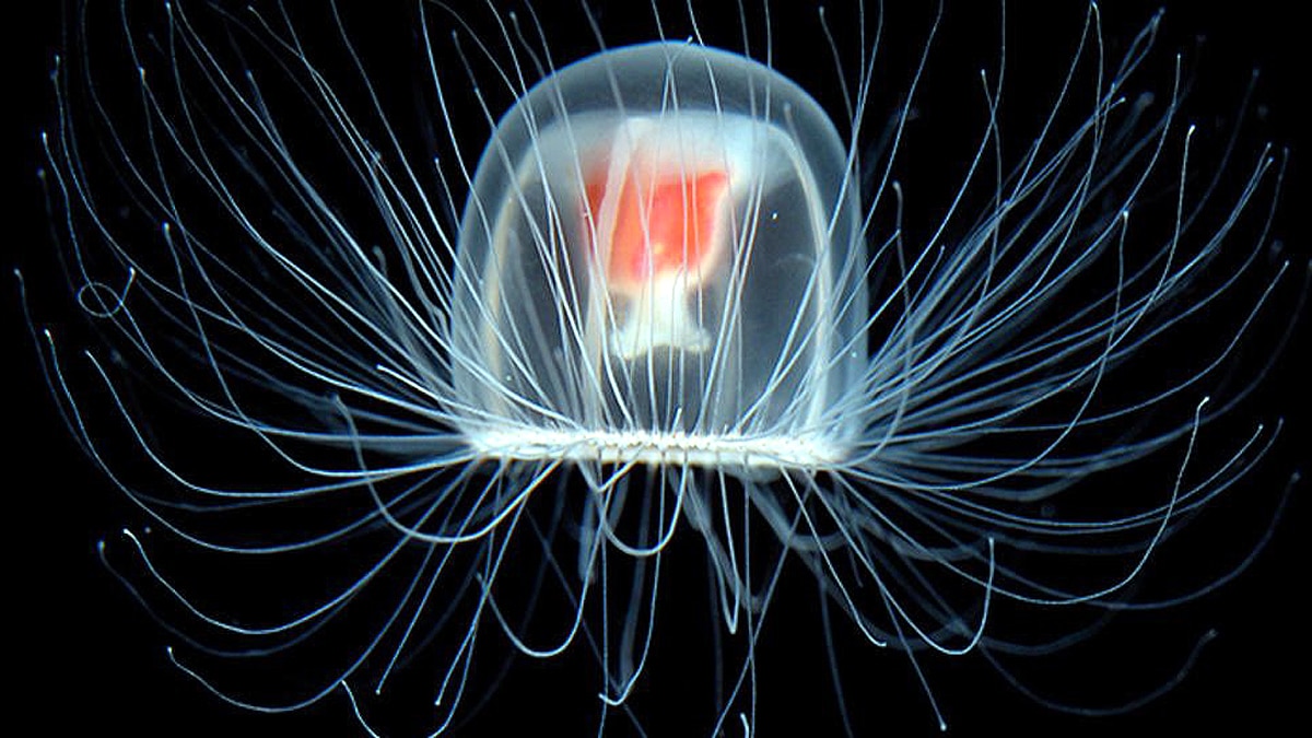 Immortal Young Human