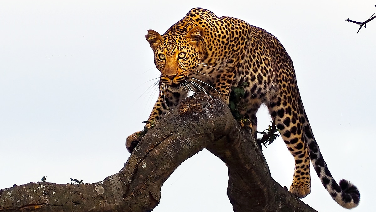 Speed of leopard