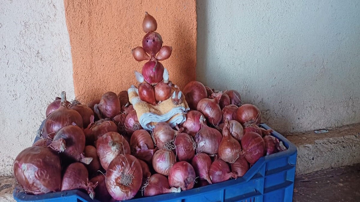 Onion farmer