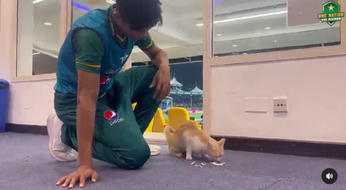 Cat in cricket match