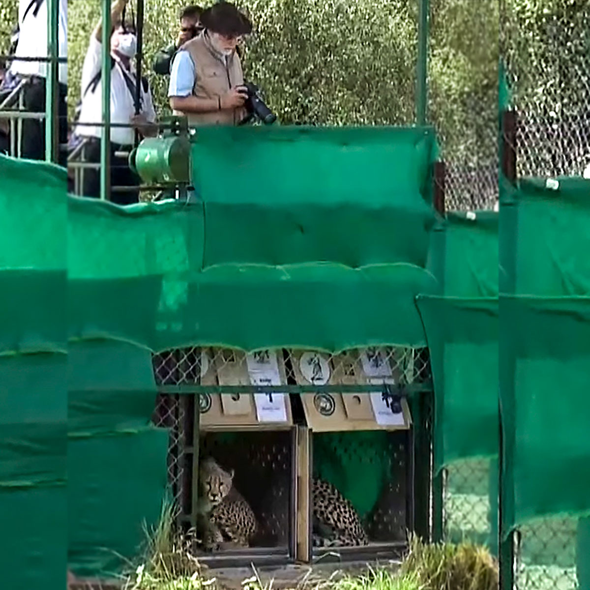 नमीबिया से लाए गए चीतों को पीएम मोदी ने किया कूनो नेशनल पार्क में रिलीज