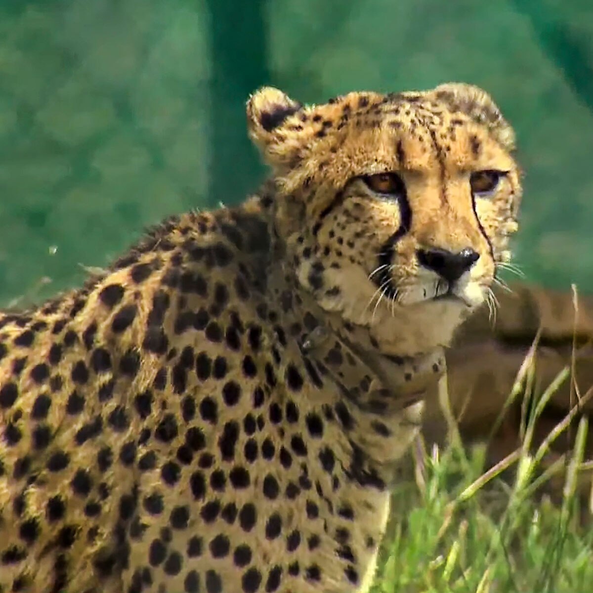 नमीबिया से लाए गए चीतों को पीएम मोदी ने किया कूनो नेशनल पार्क में रिलीज