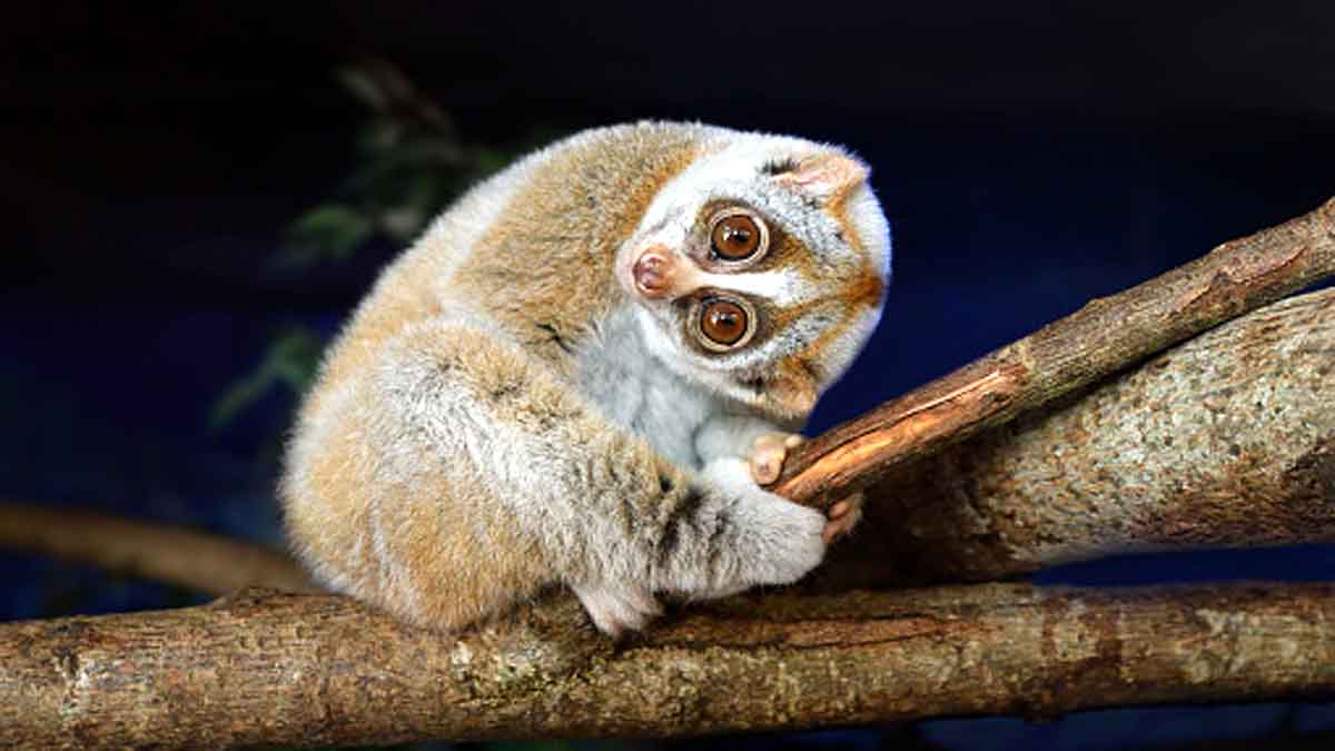Kadavur Slender Loris Sanctuary