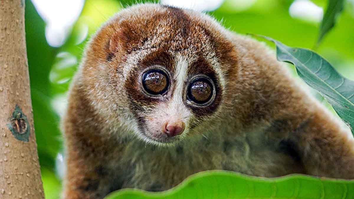 Kadavur Slender Loris Sanctuary