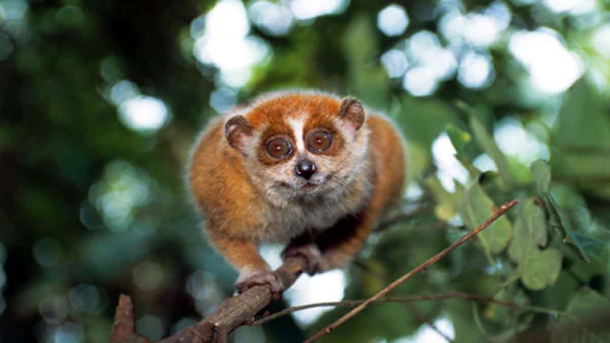 Tamilnadu Slender Loris Sanctuary