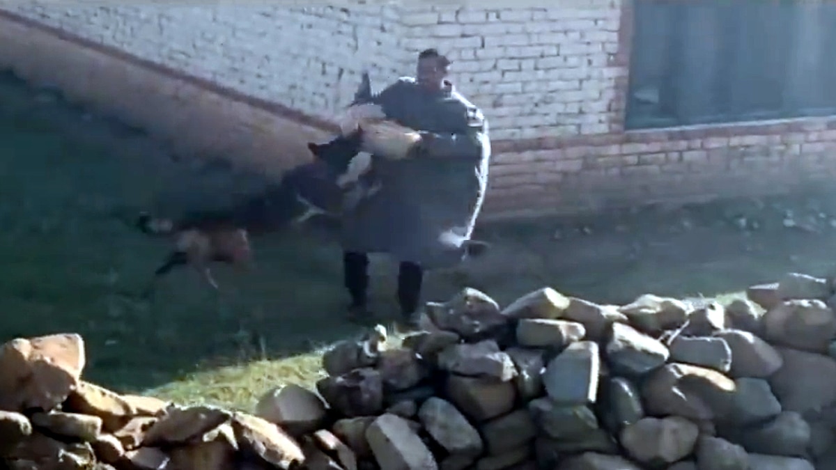 Army Assault Dog Zoom