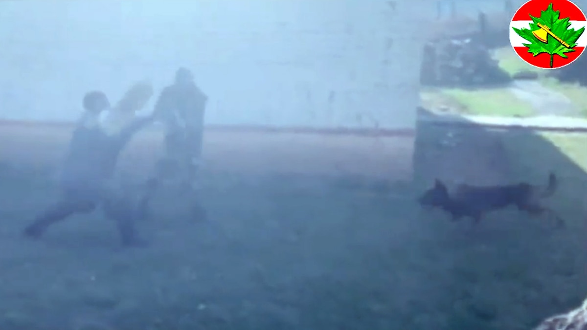 Army Assault Dog Zoom