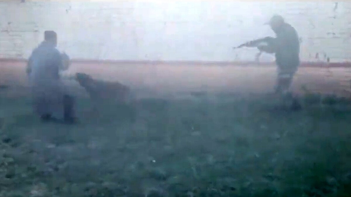 Army Assault Dog Zoom