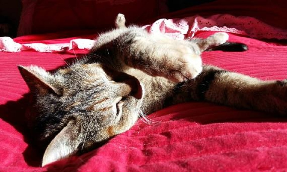 सर्दियों में वास्तु के नियम