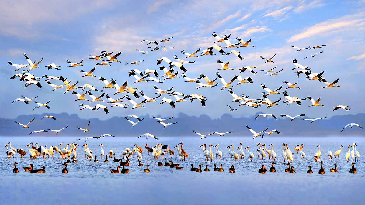 Birds Break Ups & Divorce