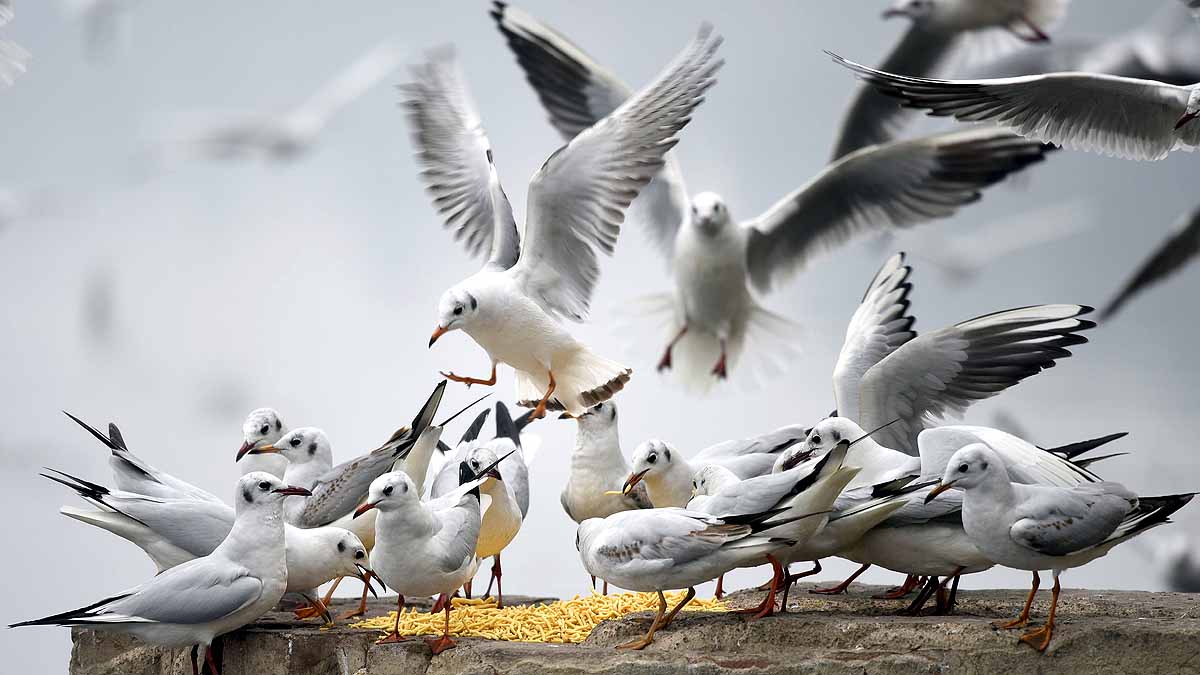 Birds Break Ups & Divorce