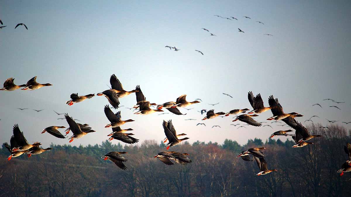 Birds Break Ups & Divorce