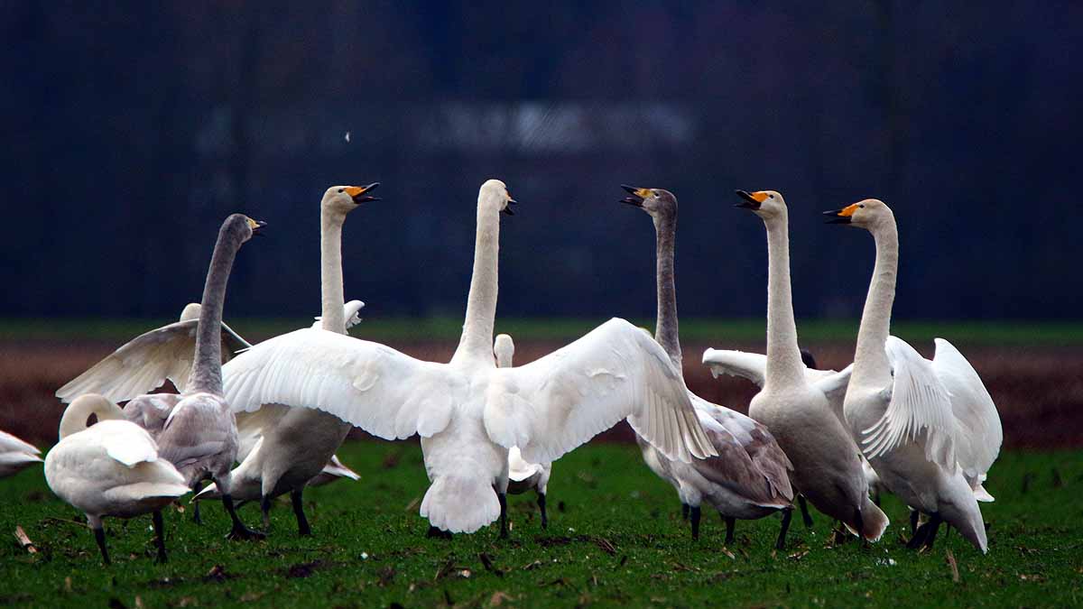 Birds Break Ups & Divorce