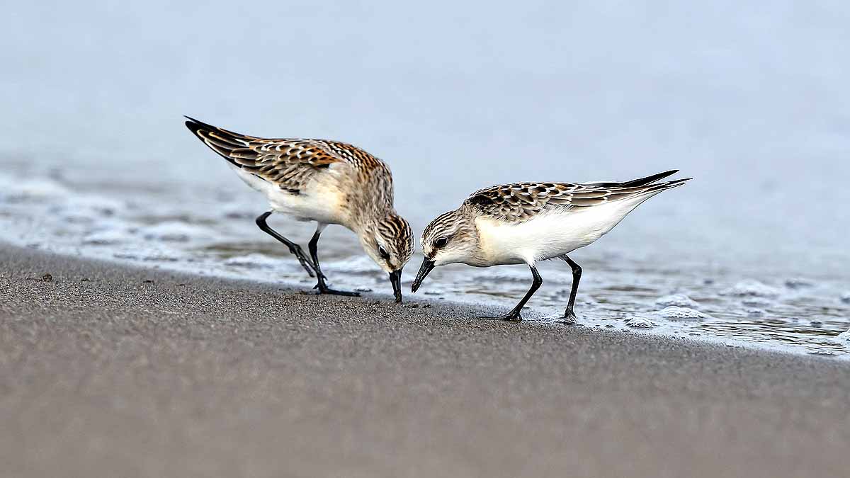 Birds Break Ups & Divorce