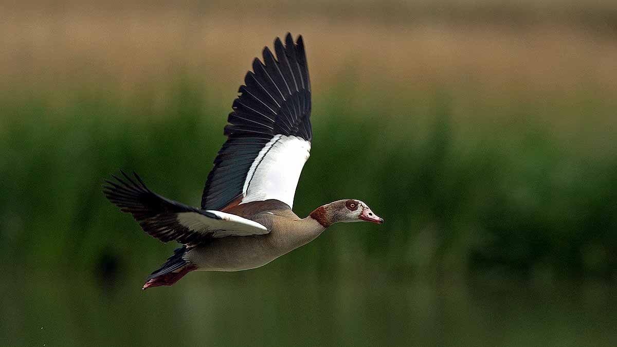 Birds Break Ups & Divorce